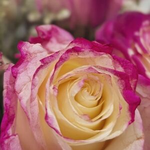 Meet your Posher, Tiffany